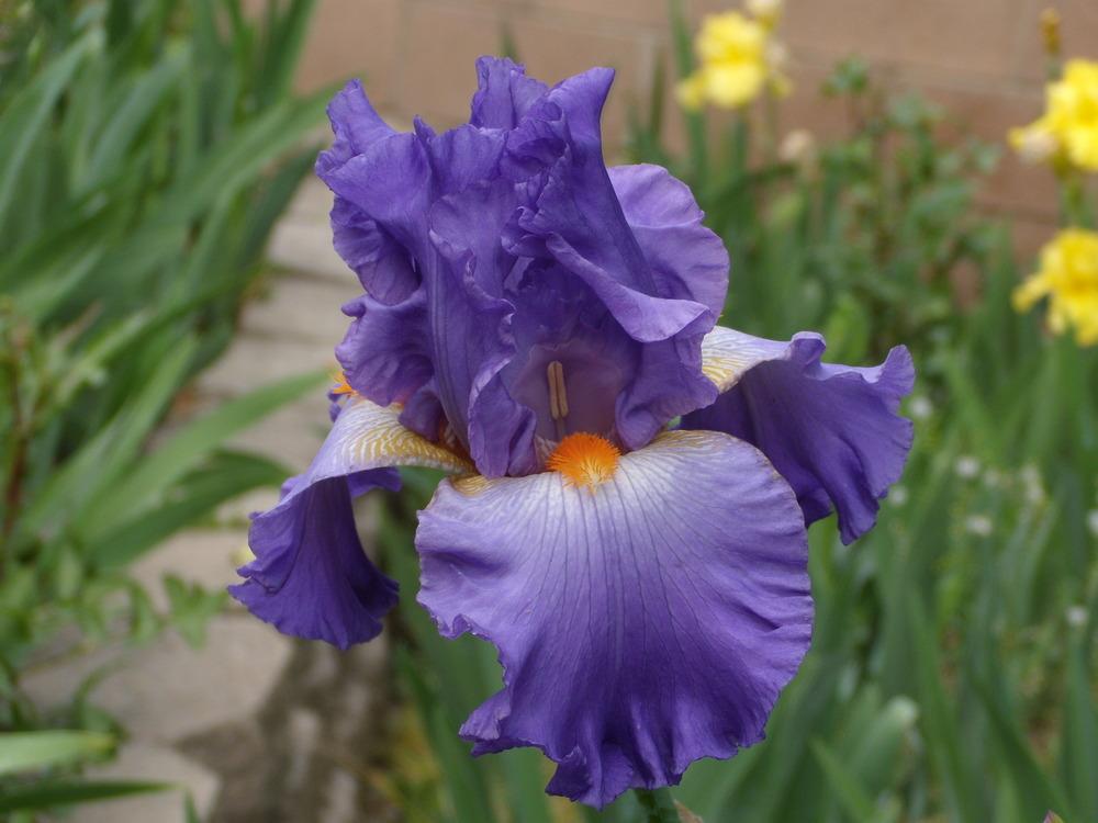 Photo of Tall Bearded Iris (Iris 'Hawaiian Rain') uploaded by Betja