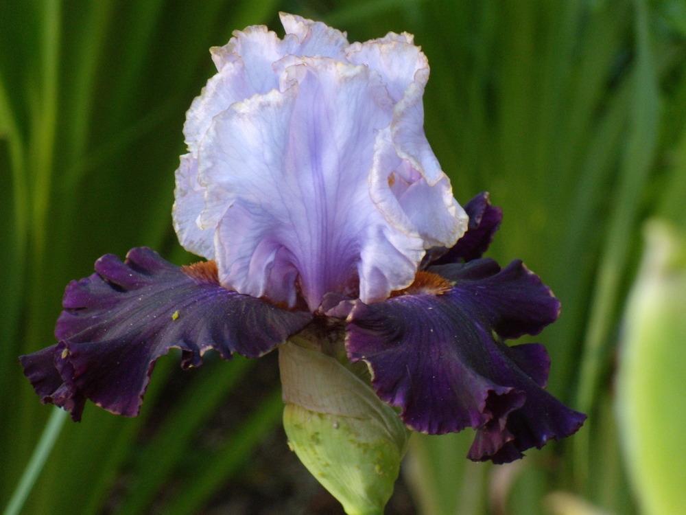 Photo of Tall Bearded Iris (Iris 'Edge of the World') uploaded by Betja