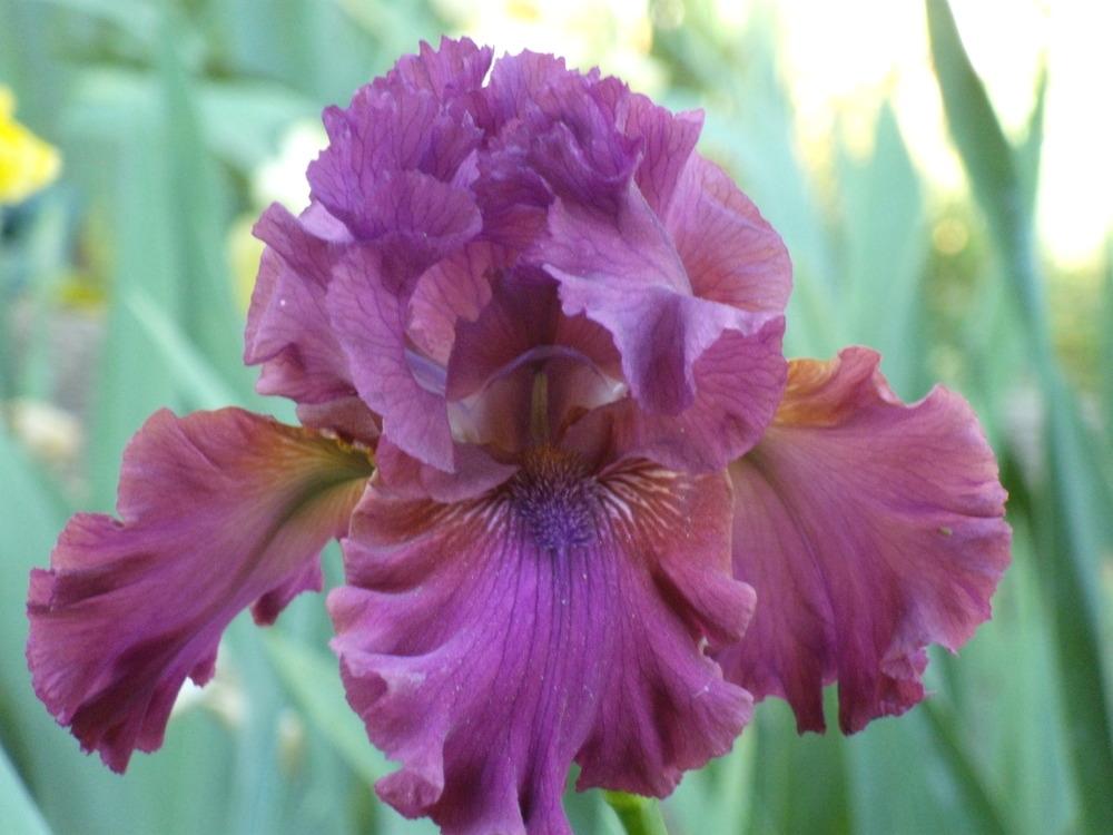 Photo of Tall Bearded Iris (Iris 'Palace Symphony') uploaded by Betja