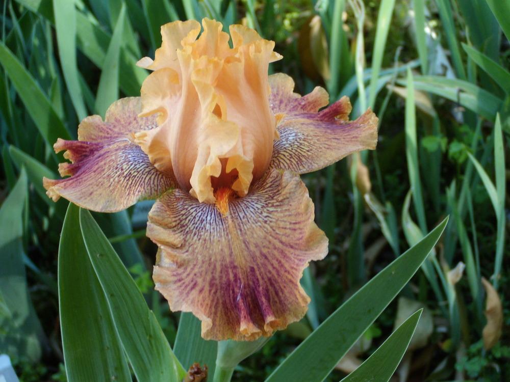 Photo of Border Bearded Iris (Iris 'Wild') uploaded by Betja
