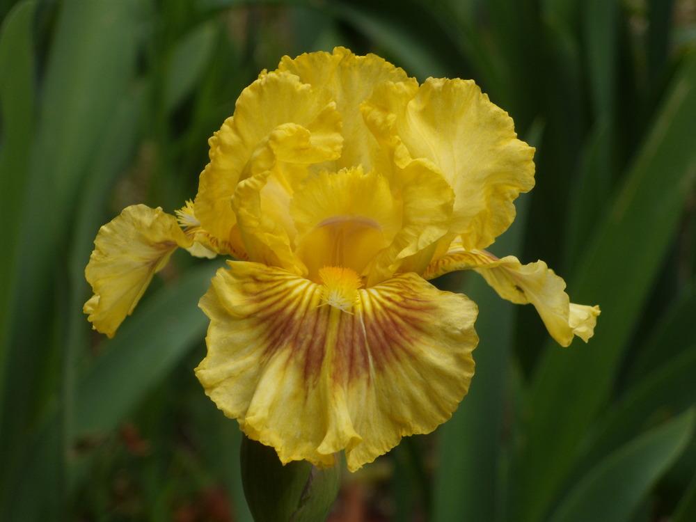Photo of Intermediate Bearded Iris (Iris 'Roz') uploaded by Betja