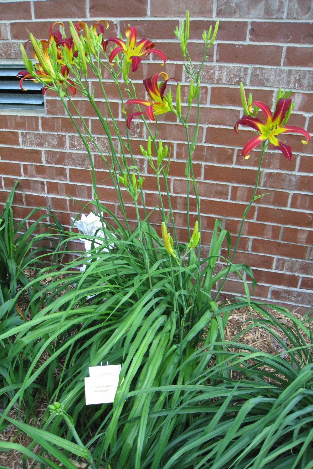 Photo of Daylily (Hemerocallis 'Red Ribbons') uploaded by Dodecatheon3