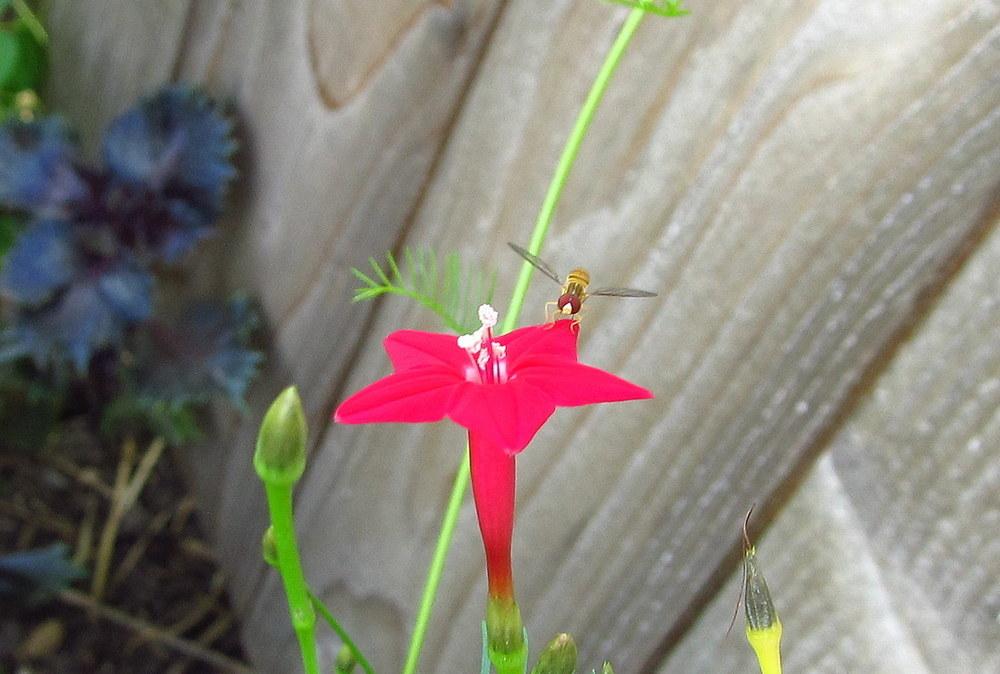 Photo of Cypress Vine (Ipomoea quamoclit) uploaded by jmorth