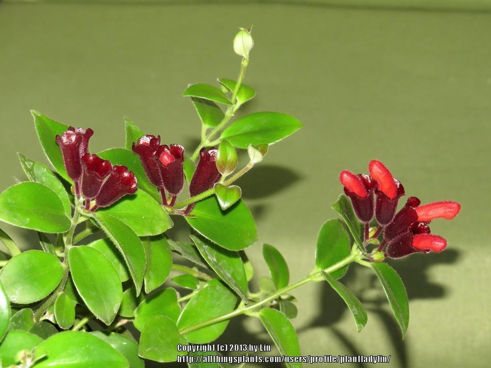 Photo of Lipstick Plant (Aeschynanthus radicans 'Mona Lisa') uploaded by plantladylin