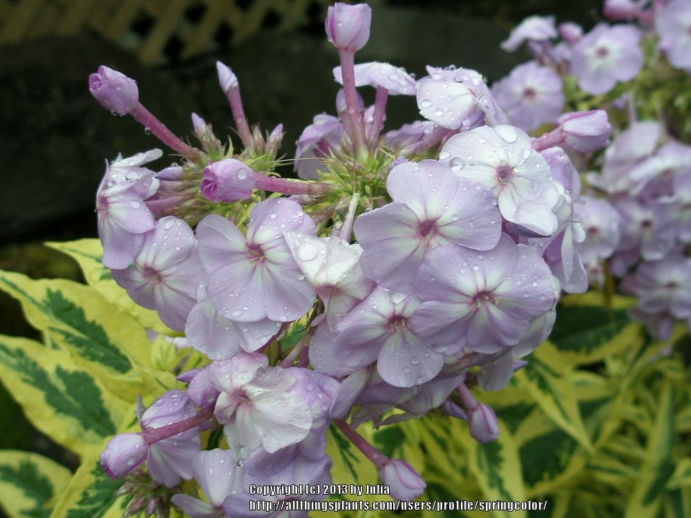Photo of Tall Garden Phlox (Phlox paniculata 'Shockwave') uploaded by springcolor