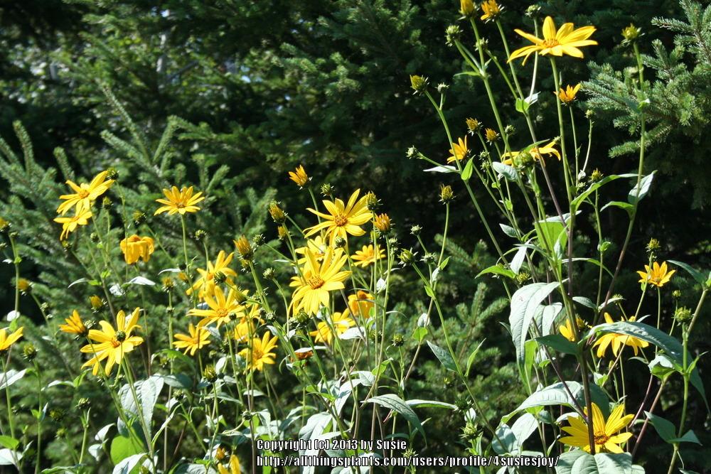 Photo of Sunflower (Helianthus divaricatus) uploaded by 4susiesjoy