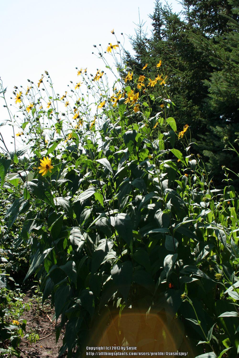Photo of Sunflower (Helianthus divaricatus) uploaded by 4susiesjoy