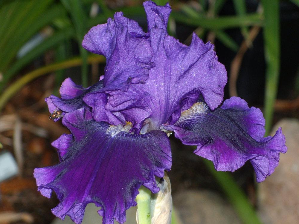 Photo of Tall Bearded Iris (Iris 'Serena Louisa') uploaded by Betja
