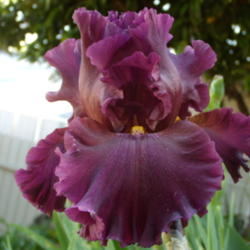 Location: My garden in Bakersfield, CA
Date: 2013-04-16