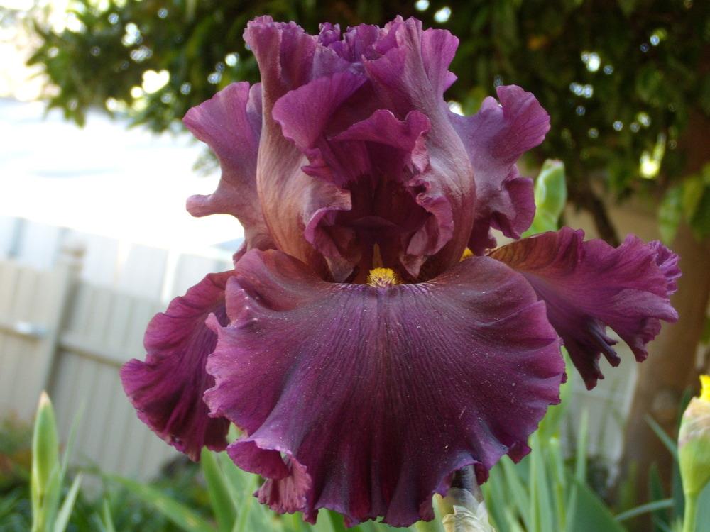Photo of Tall Bearded Iris (Iris 'Grand Classic') uploaded by Betja