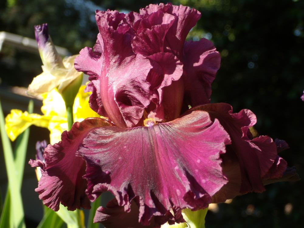 Photo of Tall Bearded Iris (Iris 'Grand Classic') uploaded by Betja
