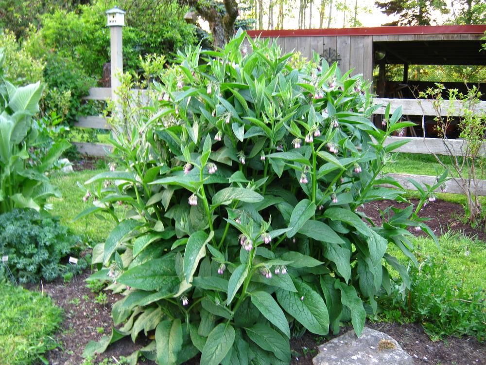Photo of Comfrey (Symphytum officinale) uploaded by Bonehead