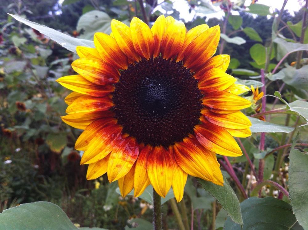 Photo of Sunflower (Helianthus annuus 'Solar Flare') uploaded by LauraH1