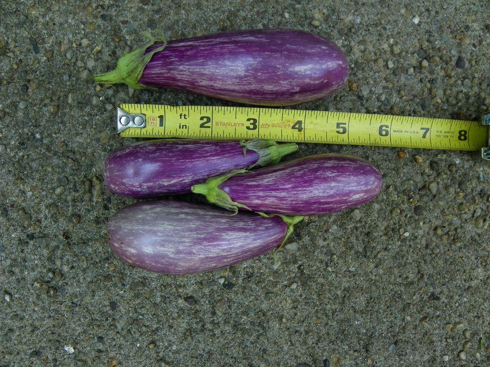 Photo of Eggplant (Solanum melongena 'Fairy Tale') uploaded by Newyorkrita