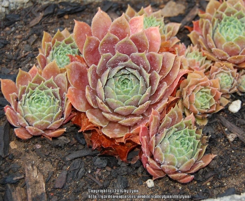 Photo of Hen and Chicks (Sempervivum 'Pacific Taffy Pink') uploaded by valleylynn