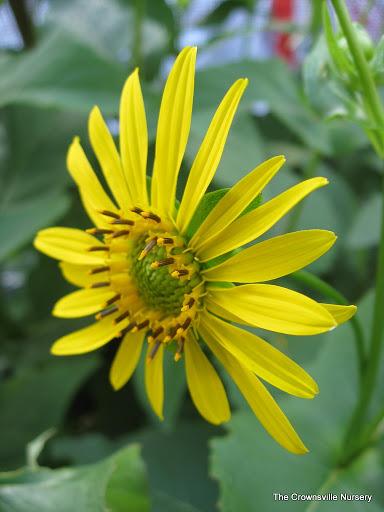 Photo of Cup Plant (Silphium perfoliatum) uploaded by vic