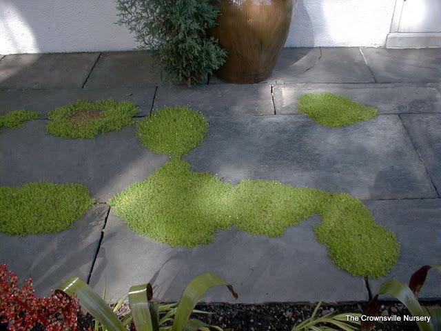 Photo of Scotch Moss (Sagina subulata 'Aurea') uploaded by vic
