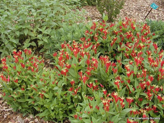 Photo of Indian Pink (Spigelia marilandica) uploaded by vic