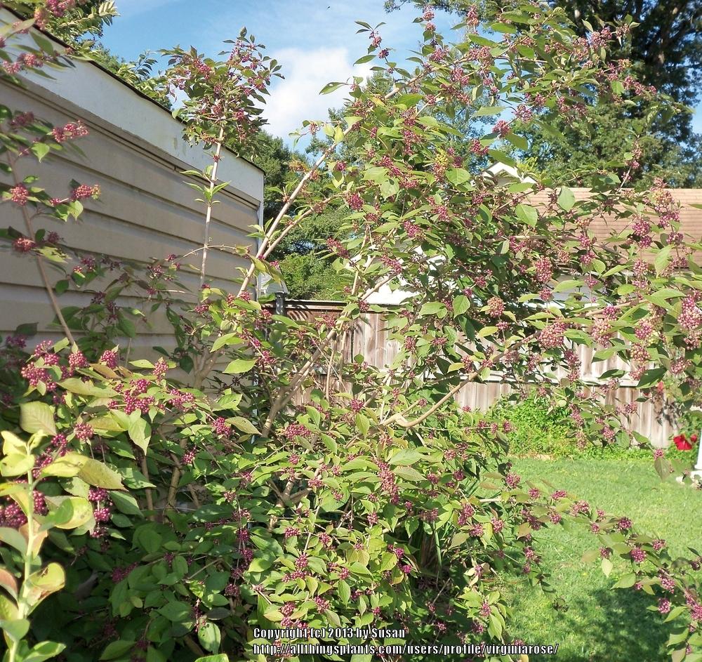 Photo of Beautyberry (Callicarpa dichotoma) uploaded by virginiarose