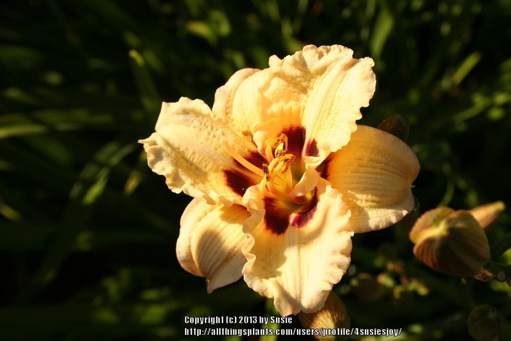 Photo of Daylily (Hemerocallis 'Siloam Ury Winniford') uploaded by 4susiesjoy