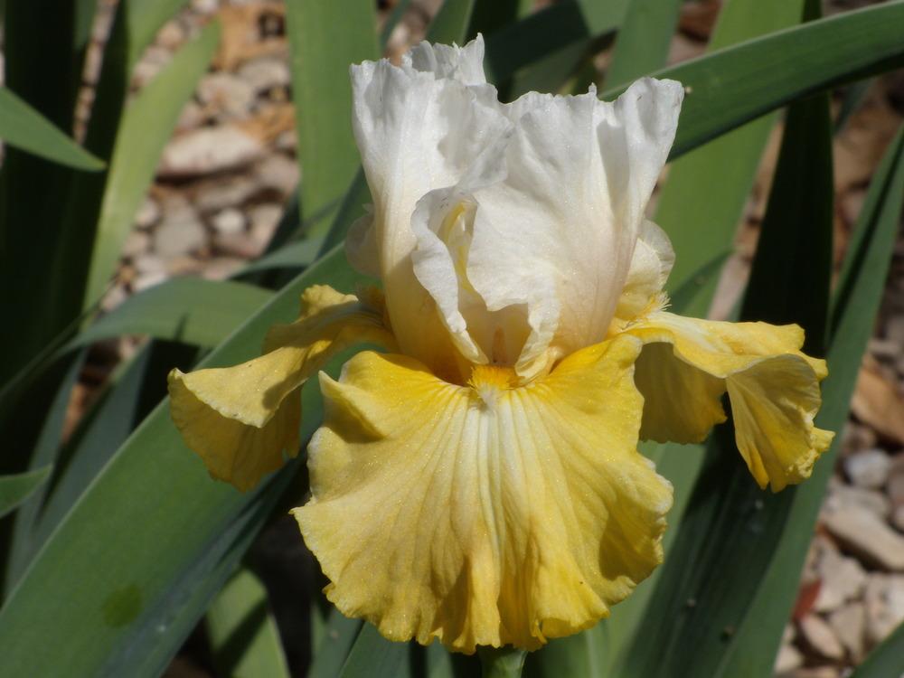 Photo of Tall Bearded Iris (Iris 'Joviality') uploaded by Betja