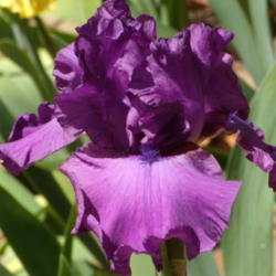 Location: My garden in Bakersfield, CA
Date: 2013-04-23