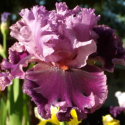 Location: My garden in Bakersfield, CA
Date: 2013-04-21