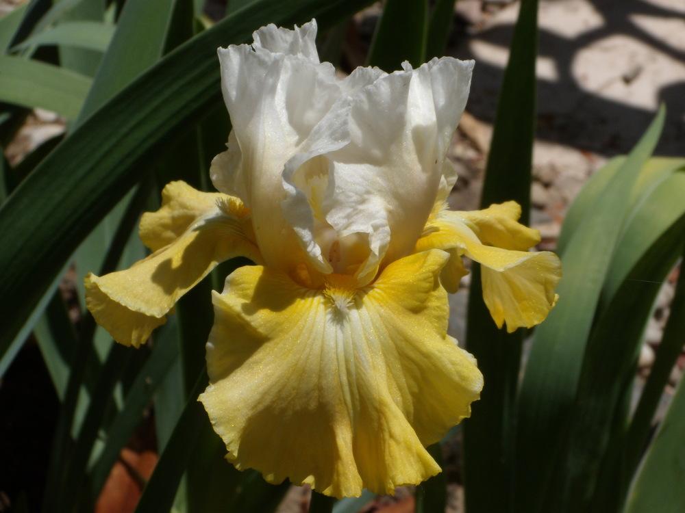 Photo of Tall Bearded Iris (Iris 'Joviality') uploaded by Betja
