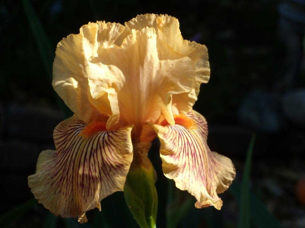 Photo of Tall Bearded Iris (Iris 'Teasing Tiger') uploaded by Betja
