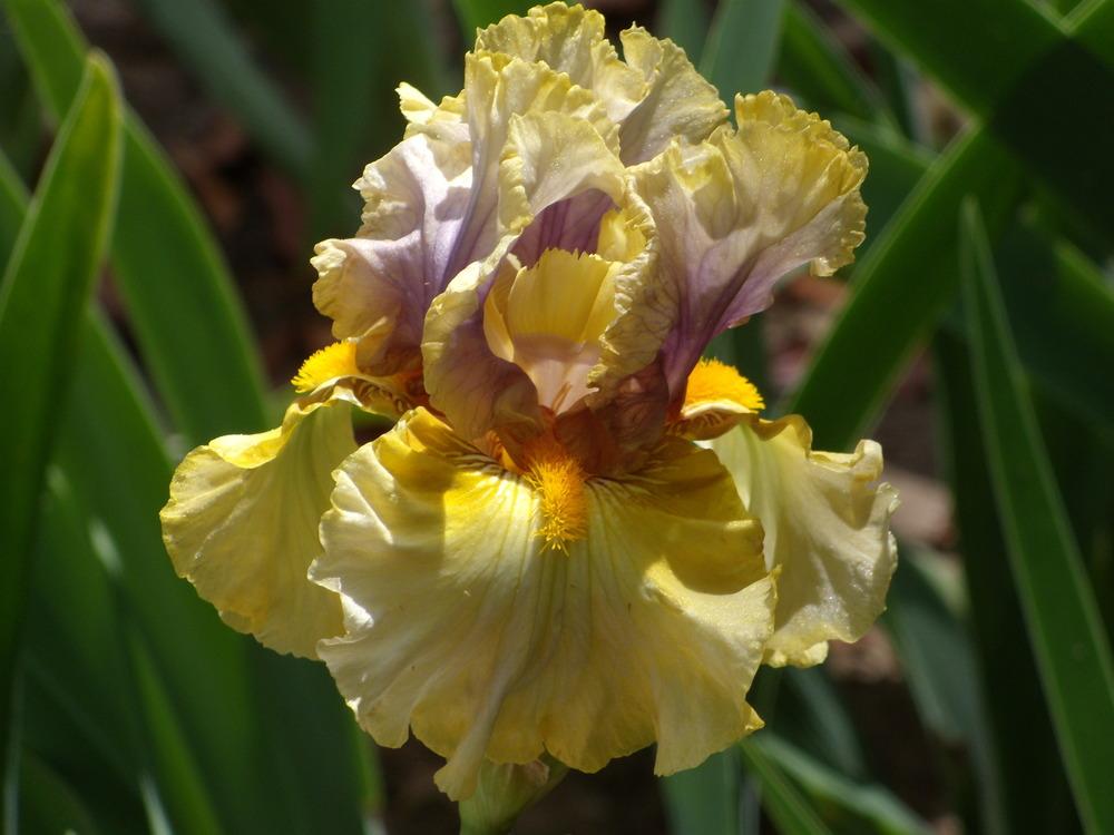 Photo of Tall Bearded Iris (Iris 'Secret Rites') uploaded by Betja