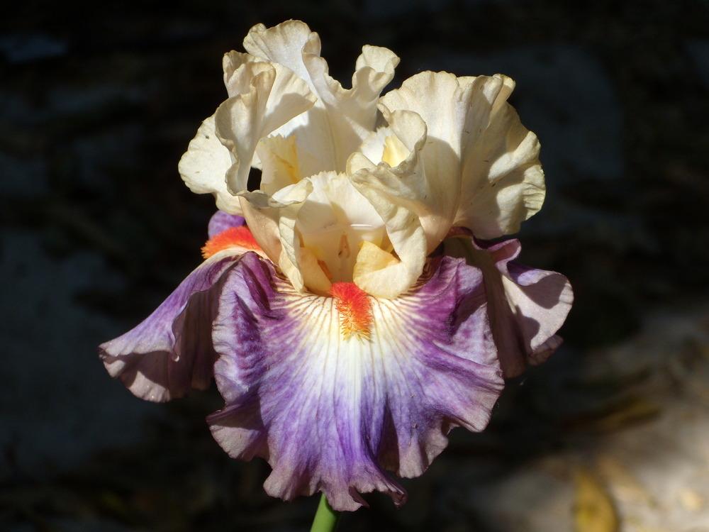 Photo of Tall Bearded Iris (Iris 'Tango Express') uploaded by Betja