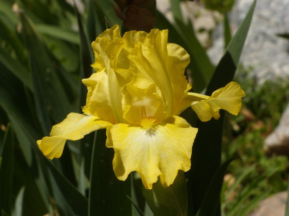 Photo of Intermediate Bearded Iris (Iris 'Limonada') uploaded by Betja