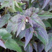 Leaves in September turning purple.  Blooms are sparse but leaves