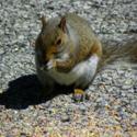 Add Cracked Corn to Your Birdseed Mix and Feed the Squirrels