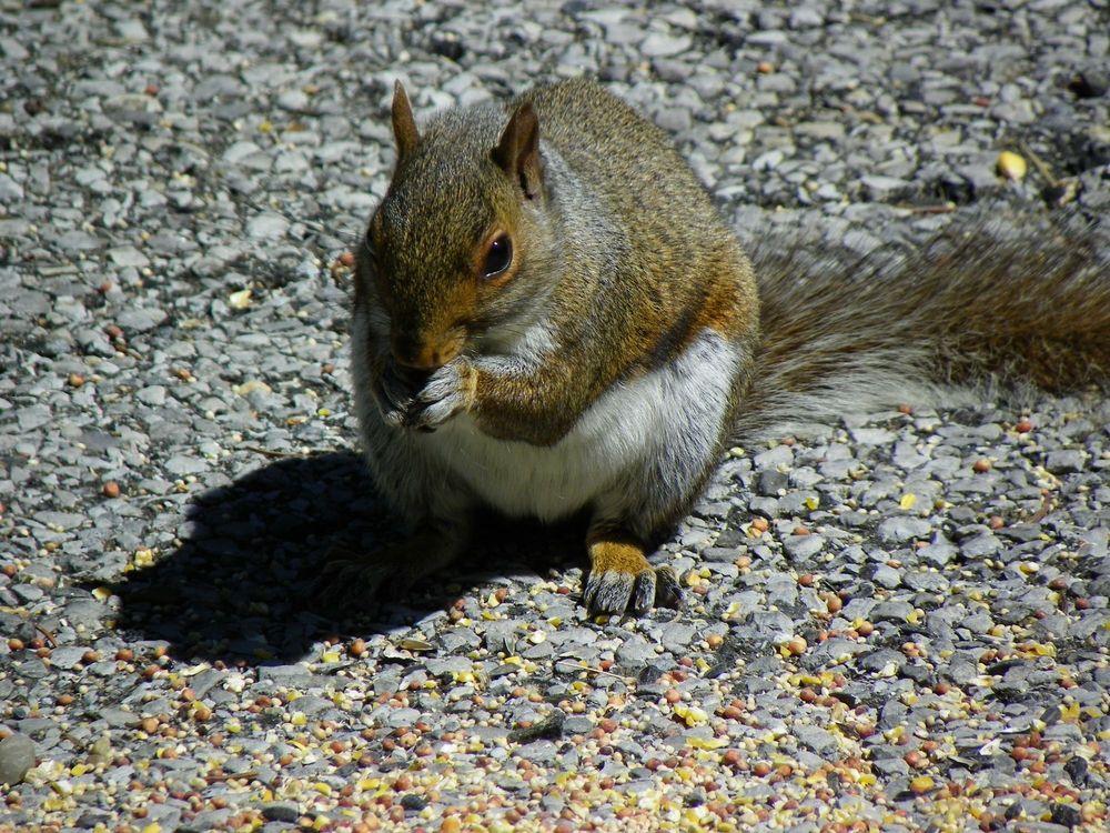 Add Cracked Corn to Your Birdseed Mix and Feed the Squirrels