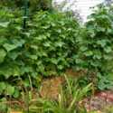 Grow Your Cucumbers Vertically and Save Space.