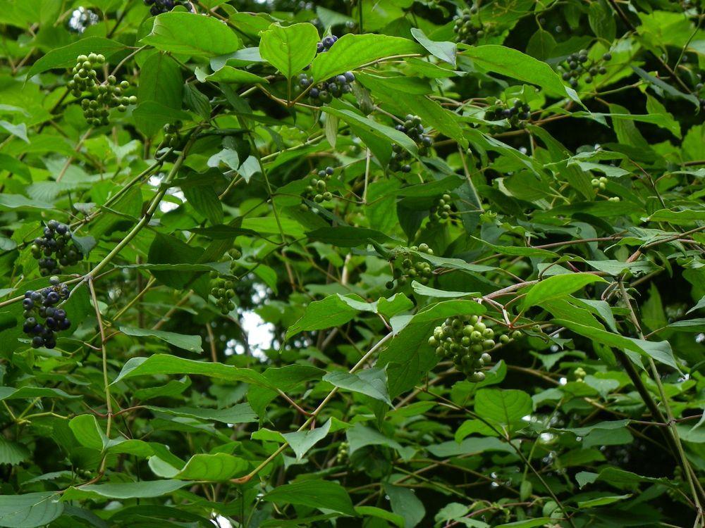 Photo of Silky dogwood (Cornus amomum subsp. obliqua ) uploaded by Newyorkrita