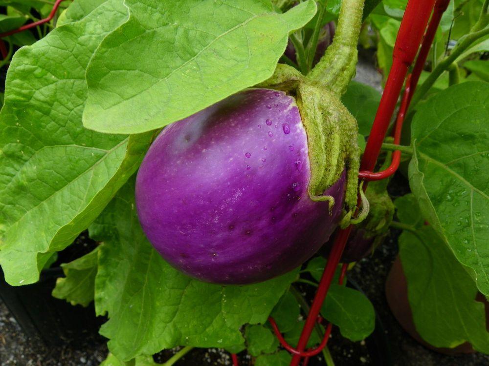 Photo of Eggplant (Solanum melongena 'Rosa Bianca') uploaded by Newyorkrita