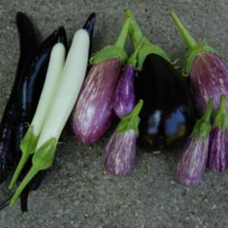 Location: Long Island, NY 
Date: 2013-09-01
A collection of eggplant fruits.
