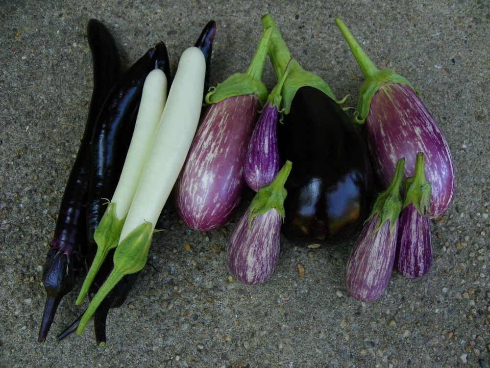 Photo of Eggplants (Solanum melongena) uploaded by Newyorkrita