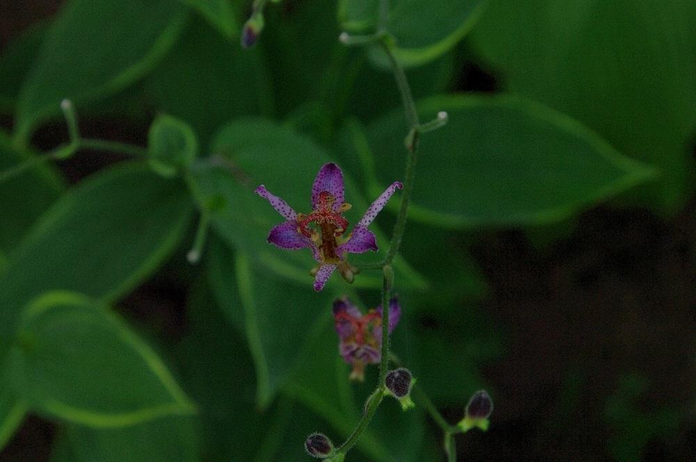 Photo of Toad Lily (Tricyrtis formosana 'Samurai') uploaded by Rose1656