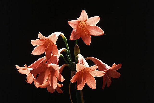 Photo of Fire Lily (Cyrtanthus breviflorus) uploaded by SongofJoy