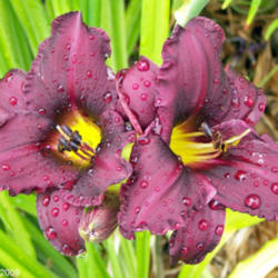Location: My Gardens
Date: July 2009
During Rain Showers