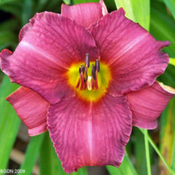 Location: My Gardens
Date: June 21, 2009
Dependable Re-Bloomer