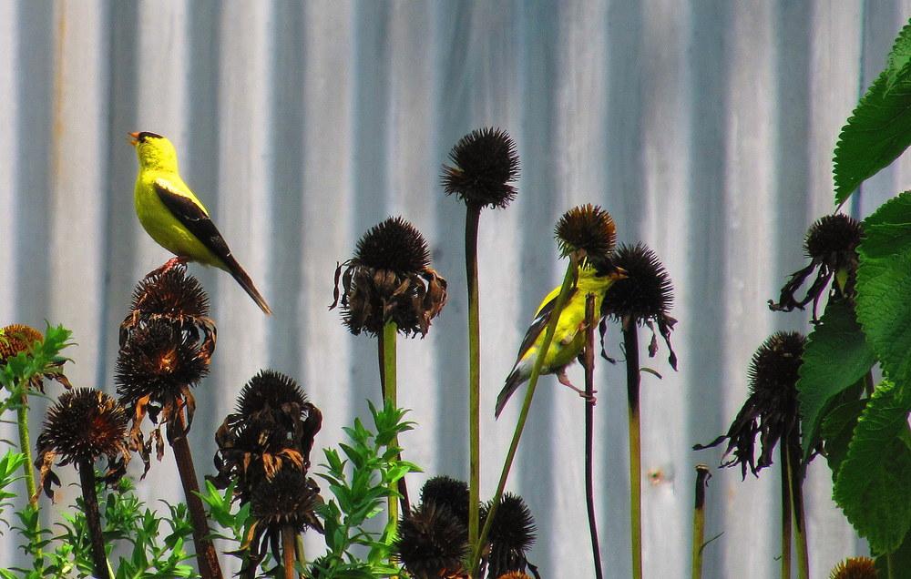 Photo of Coneflowers (Echinacea) uploaded by jmorth