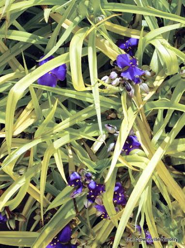 Photo of Spiderwort (Tradescantia 'Sweet Kate') uploaded by vic
