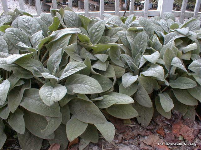 Photo of Lamb's Ear (Stachys byzantina 'Big Ears') uploaded by vic