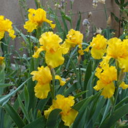 Location: My garden in Bakersfield, CA
Date: 2013-04-26