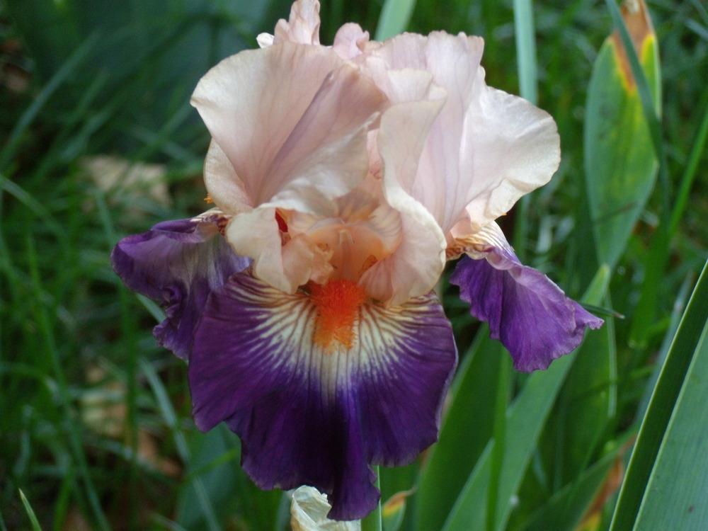 Photo of Tall Bearded Iris (Iris 'Gitano') uploaded by Betja