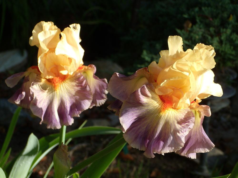 Photo of Tall Bearded Iris (Iris 'Undercurrent') uploaded by Betja